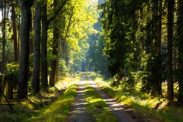 Road in forest