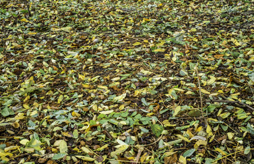 Acacia leaves on the ground