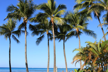 Palm tree in Waikiki beach Hawaii