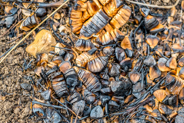 After the fire in the forest. Top view.
