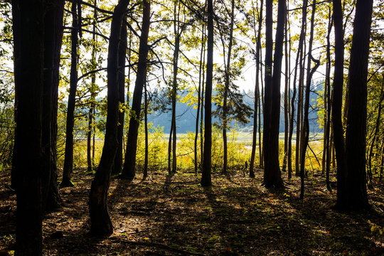 Fototapeta Autumn forest