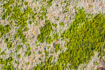 Green algae texture on sand beach, closeup view