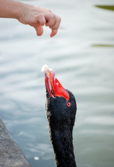 Black swan being fed by child's hand