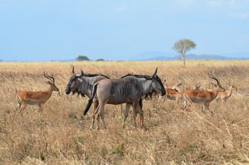 Naklejka na ściany i meble Wildebeest and gazelles in the savannah at Mikumi national park in Tanzania east Africa 