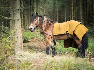 Belgisches Kaltblut Brabanter als Arbeitspferd im Wald