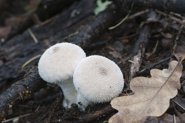 Puffball mushrooms, close up shot