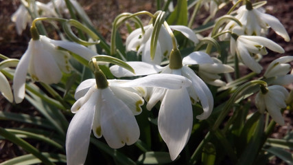 Obraz premium snowdrop flowers