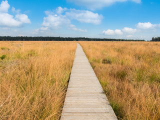 Fototapeta premium Holzweg im Moor