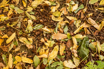 Autumn acacia leaves after rain on the ground