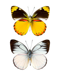 Fototapeta premium Cepora laeta butterfly