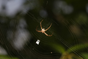 Macro small spider