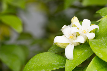 Macro has small white flowers.