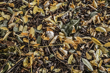 Autumn scene composition - Acacia leaves and snail shell on the ground