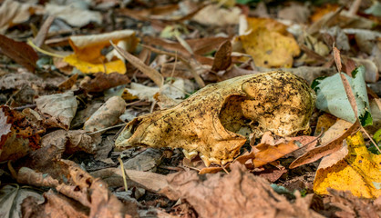 Autumn scene composition - Dog skull on autumn leaves