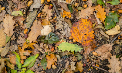 Autumn scene with walnuts and dry leaves on the ground, closeup view