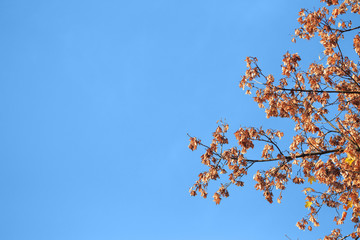 Autumn maple trees with red leaves against pure blue sky in