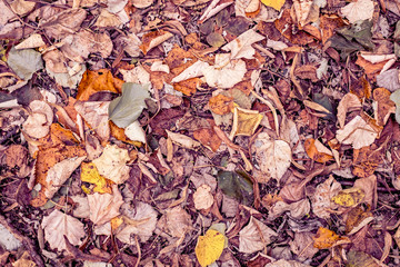 Autumnal multicolor fallen beech leaves on ground during fall season. top view