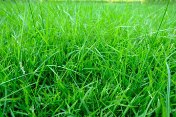 Green meadow grass field
