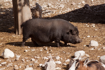 maiale nero siciliano © frrlbt