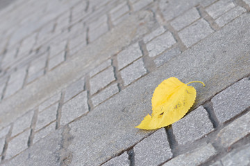 Hoja ca&iacute;da en una calle.