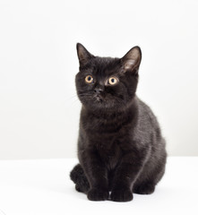 Black British kitten looking