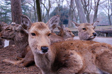 Deer resting on ground under trees