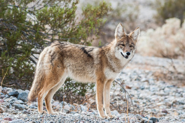 Lone coyote looking around in Death Valley desert national park 