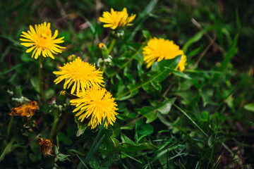 Obraz premium beautiful yellow flower growing in green grass