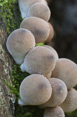 Puffball mushrooms on a stump