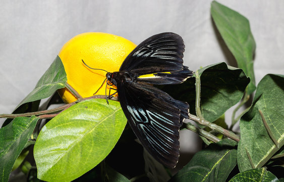 Tropical butterfly Troides rhadamantus