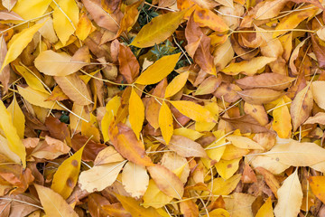 texture of yellow leaves