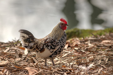 chicken on fallen autumn leaves