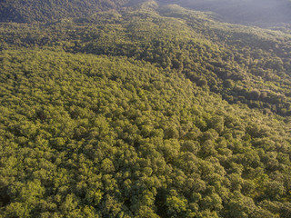 Fototapeta premium Forest cover on the hill. View from above.