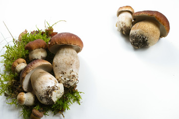 Fresh wild porcini mushrooms (boletus edulis) on white background