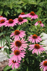 Cultivar Eastern purple coneflower (Echinacea purpurea "Magnus") flowers in the summer garden