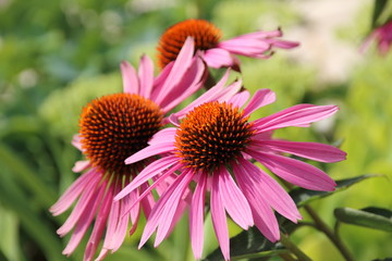 Cultivar Eastern purple coneflower (Echinacea purpurea "Magnus") flowers in the summer garden