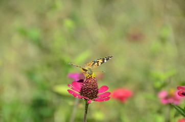 Flower & Butterfly