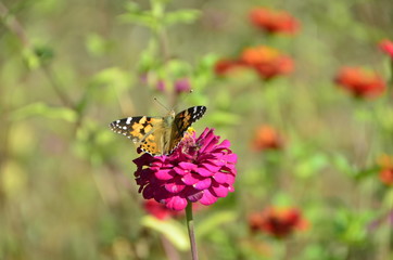 Flower & Butterfly
