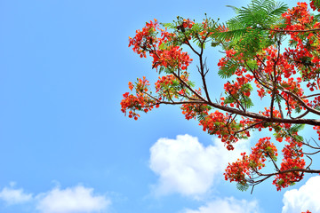 Beautiful peacock flowers with blue sky background,Thailand