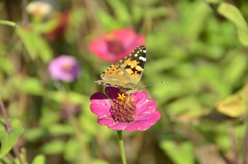 Flower & Butterfly