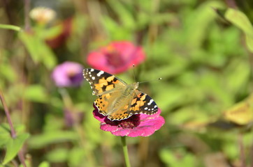 Flower & Butterfly