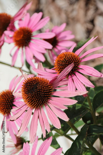 quot cultivar eastern purple coneflower echinacea purpurea quot magnus quot flowers in the summer garden quot cultivar eastern purple coneflower echinacea purpurea quot magnus quot flowers in the summer garden