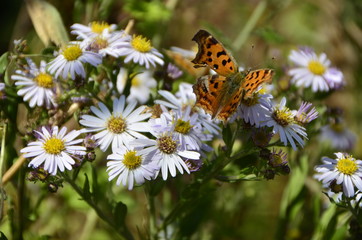 Flower & Butterfly
