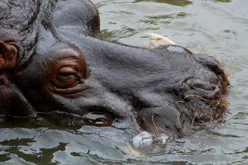 Giant hippo blowing bubbles in water
