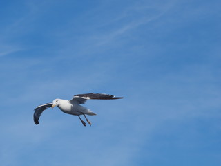 möwen am himmel und am strand 
