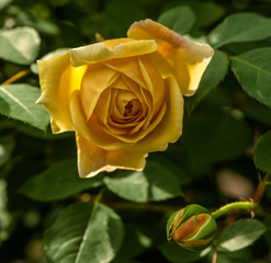 Rosa amarela em macro
