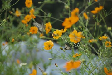 Obraz na płótnie Canvas 꽃과 나비