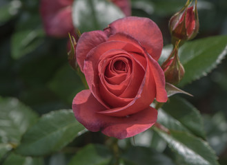 Rosa amarela em macro