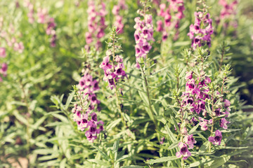 Purple flower in park