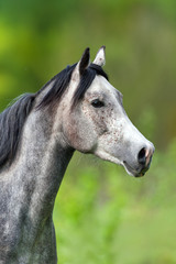 Obraz premium Grey horse portrait in motion